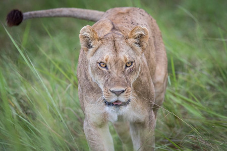 女狮子走向博茨瓦纳奥卡万戈三角洲的摄像头图片