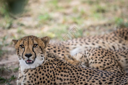 在南非克鲁格公园的草地上铺设Cheetahs联盟图片