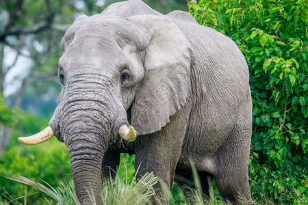 博茨瓦纳奥卡万戈三角洲高草地的大象图片