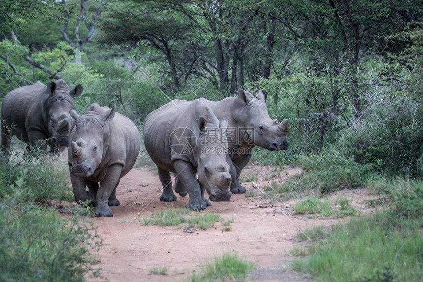 一群白犀牛站在南非路中间图片