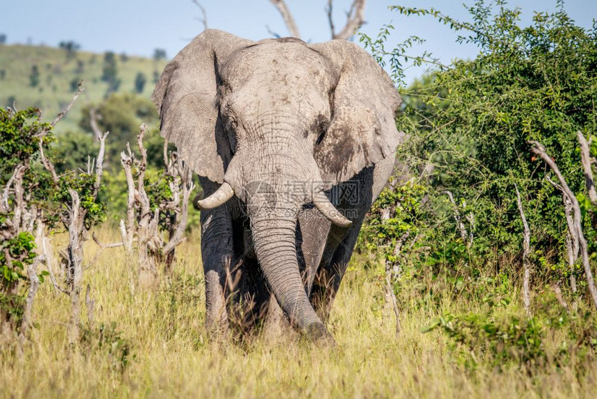 大象以博茨瓦纳奥卡万戈三角洲的摄像头为主图片