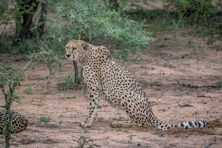 Cheetah在南非克鲁格公园的沙地上坐着图片