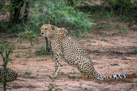 Cheetah在南非克鲁格公园的沙地上坐着图片