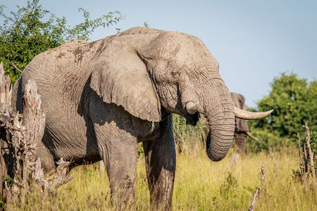 大象在博茨瓦纳奥卡万戈三角洲吃东西图片