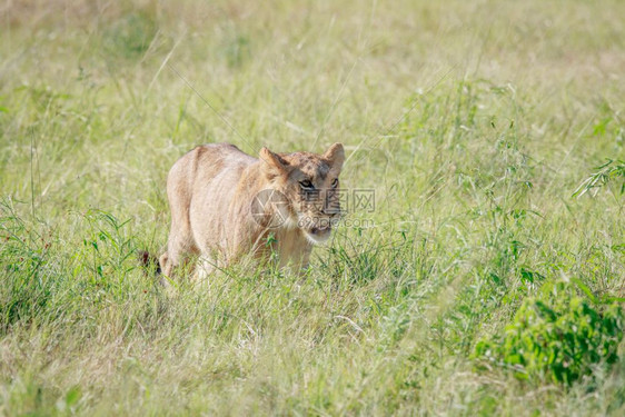 狮子在博茨瓦纳乔贝公园高草中行走图片