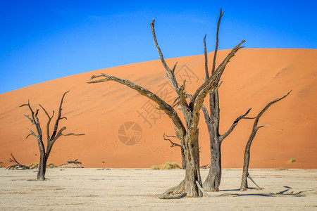 死树在纳米比亚索苏夫莱的死树中图片