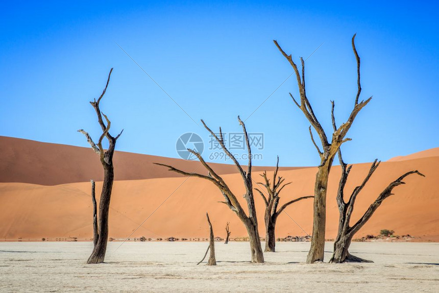 死树在纳米比亚索苏夫莱的死树中图片
