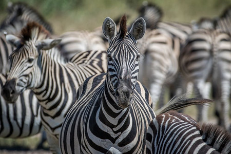 Zebra以博茨瓦纳乔贝公园的摄像头为主图片