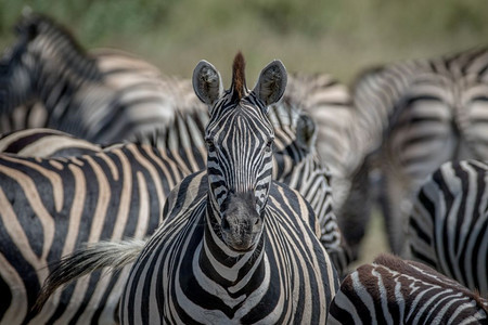 Zebra以博茨瓦纳乔贝公园的摄像头为主图片
