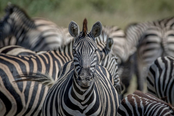 Zebra以博茨瓦纳乔贝公园的摄像头为主图片