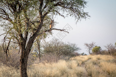 Verreaux的老鹰眼坐在博茨瓦纳中部卡拉哈里CentralKalahari比赛保留地的一棵树上图片
