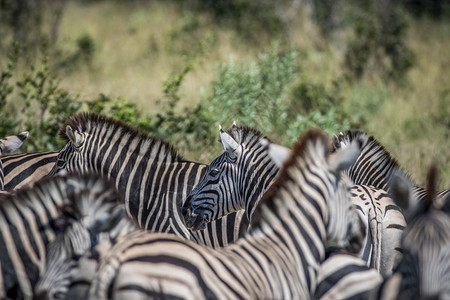 博茨瓦纳乔贝公园Zebra群中Zebra图片