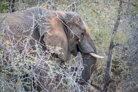在南非克鲁格公园的灌木丛中靠近大象头图片
