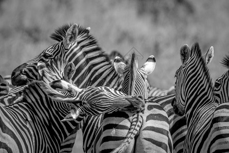 博茨瓦纳乔贝公园黑白混杂在一起的斑马团体图片