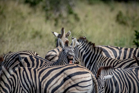 Zebra在博茨瓦纳乔贝公园做佛莱曼大火图片