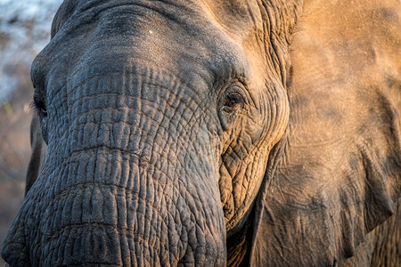 南非克鲁格公园的象头图片