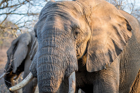 南非克鲁格公园的象头图片