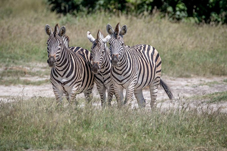 三只斑马在博茨瓦纳乔贝公园的摄像头上图片