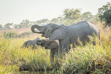 南非克鲁格公园的饮用水大象图片