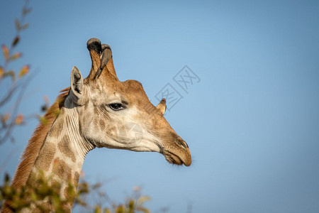在南非克鲁格公园一只雄长颈鹿头和红嘴牛皮鸟紧贴近身图片