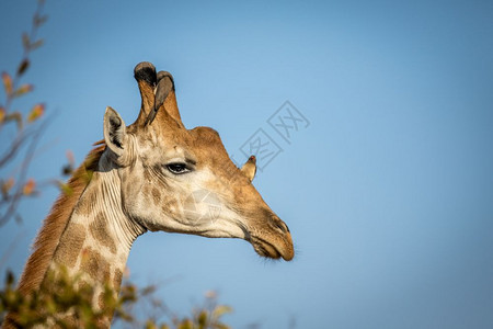在南非克鲁格公园一只雄长颈鹿头和红嘴牛皮鸟紧贴近身图片