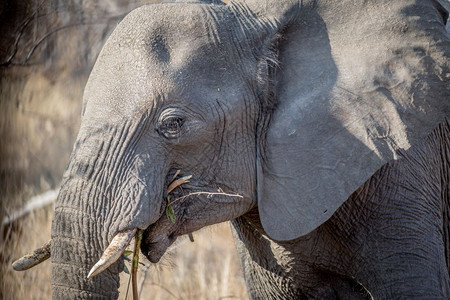 大象在南非克鲁格公园吃饭的侧面简介图片