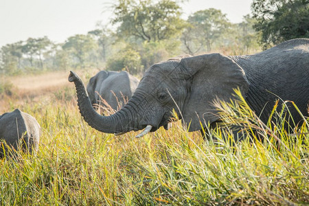 南非克鲁格公园的饮用水大象图片