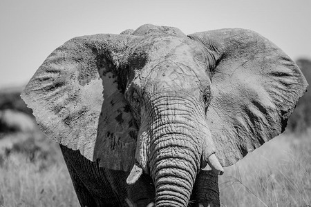 靠近博茨瓦纳乔贝公园的黑白大象图片