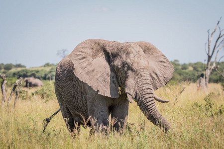 大象站在博茨瓦纳乔贝公园的高草地上图片