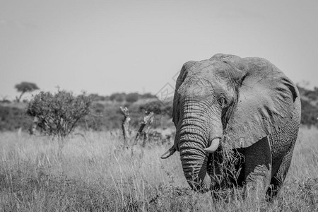 大象站在博茨瓦纳乔贝公园的黑白高草地上图片