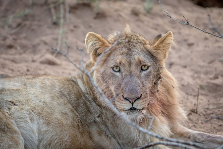 在南非克鲁格公园近距离接一只年轻的雄狮图片