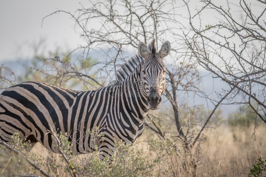 斑马站在南非克鲁格公园的摄像头上图片