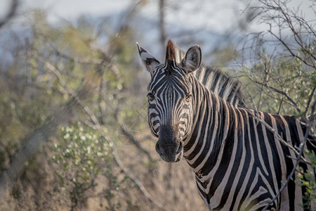 斑马站在南非克鲁格公园的摄像头上图片