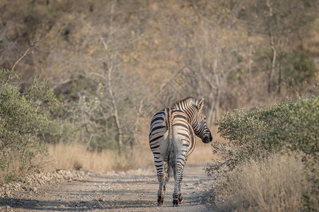 斑马离开南非克鲁格公园的摄像头图片