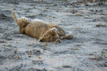 南非SabiSabi游戏保护区的狮子幼崽在沙滩上滚图片