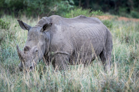 白犀牛站在草地上南非图片