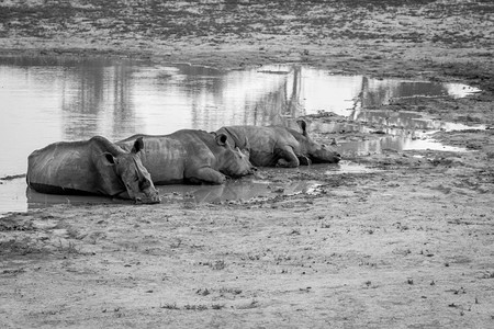 一群白犀牛躺在水边黑白南非图片