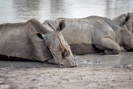 白犀牛躺在水边南非图片