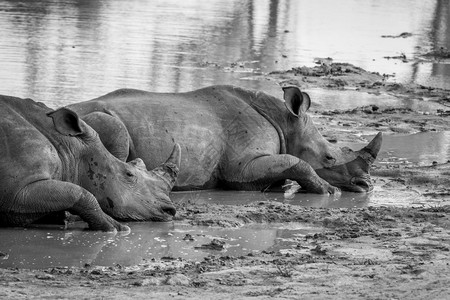 白犀牛躺在水边黑白南非图片