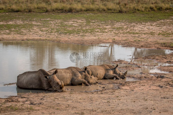 白犀牛躺在水边南非图片
