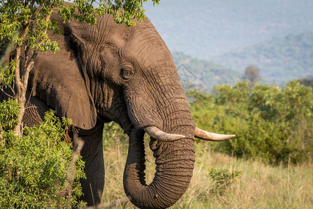 南非Welgevonden游戏保护区大象的侧面简介图片