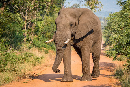 大象公牛走向南非Welgevonden游戏保留地的摄像头图片