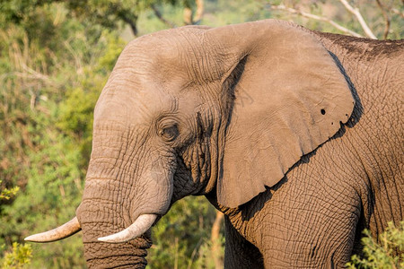 南非Welgevonden游戏保护区一头非洲大象的侧面简介图片