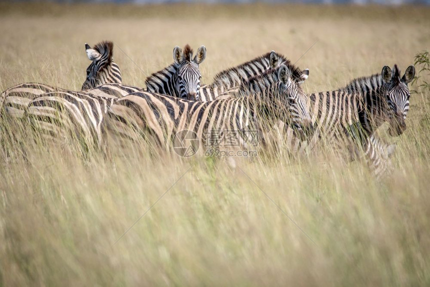 生活在博茨瓦纳乔贝公园高草地的斑马人群体图片