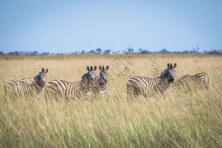 生活在博茨瓦纳乔贝公园高草地的斑马人群体图片
