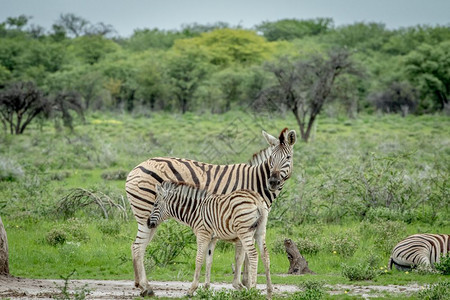 在纳米比亚的Etosha公园里图片