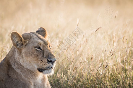 博茨瓦纳乔贝公园狮子的侧面简介图片