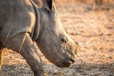 南非克鲁格公园白犀牛的侧面简介图片