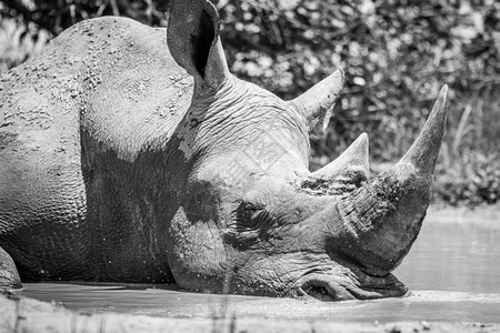 白犀牛在南非克鲁格公园黑白睡在水中图片
