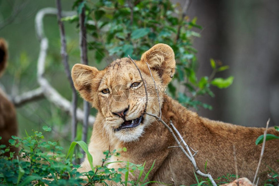 南非克鲁格公园的狮子幼崽咀嚼一根棍子图片